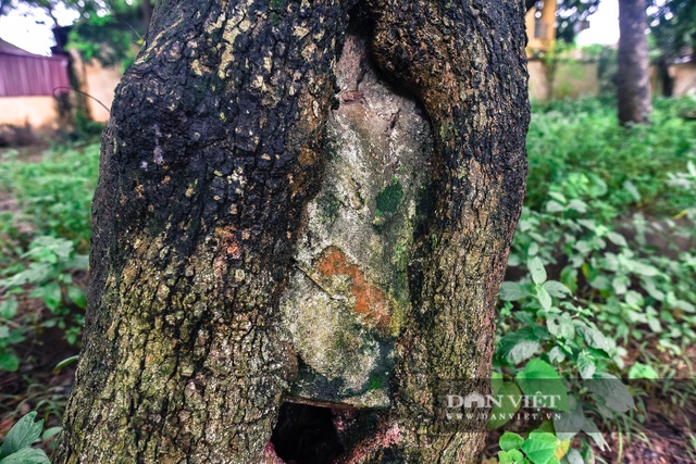 Chiêm ngưỡng cây sưa trăm tuổi ở Hà Nội, trả 60 tỷ đồng không bán - 6 Chiêm ngưỡng cây sưa trăm tuổi ở Hà Nội, trả 60 tỷ đồng không bán - 6