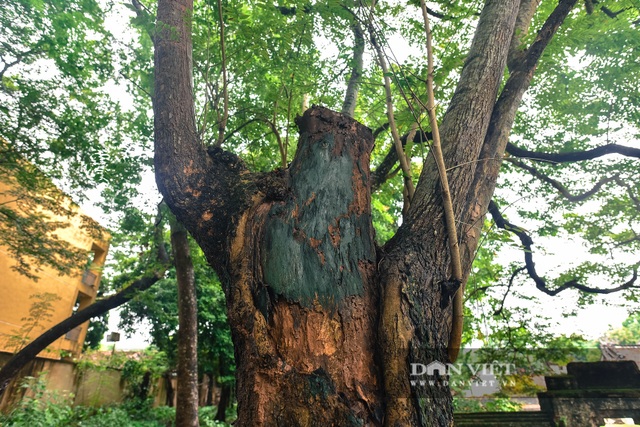 Chiêm ngưỡng cây sưa trăm tuổi ở Hà Nội, trả 60 tỷ đồng không bán - 7 Chiêm ngưỡng cây sưa trăm tuổi ở Hà Nội, trả 60 tỷ đồng không bán - 7