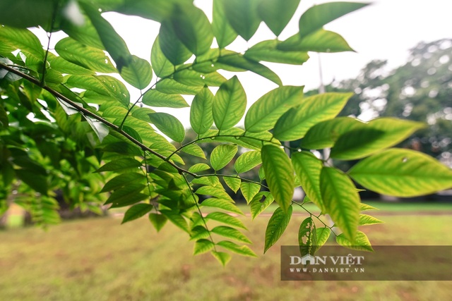Chiêm ngưỡng cây sưa trăm tuổi ở Hà Nội, trả 60 tỷ đồng không bán - 9 Chiêm ngưỡng cây sưa trăm tuổi ở Hà Nội, trả 60 tỷ đồng không bán - 9