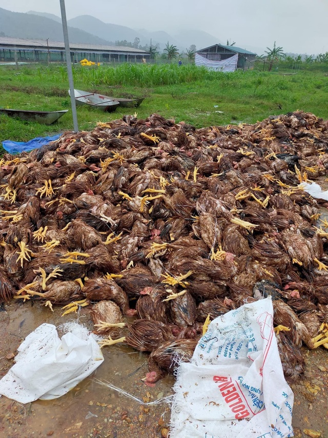 Nhiều “tỷ phú” trắng tay sau một đêm lũ dữ - 6 Nhiều “tỷ phú” trắng tay sau một đêm lũ dữ - 6
