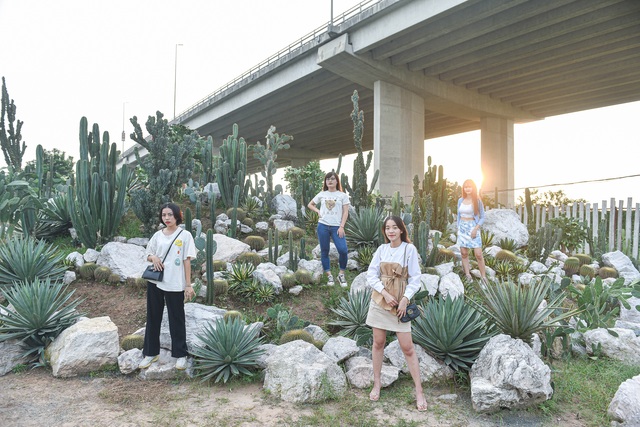 Lost in the cactus garden - the new check-in coordinate of Hanoi youth - 1