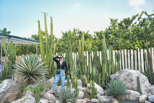 Lost in the cactus garden - the new check-in coordinate of Hanoi youth - 5