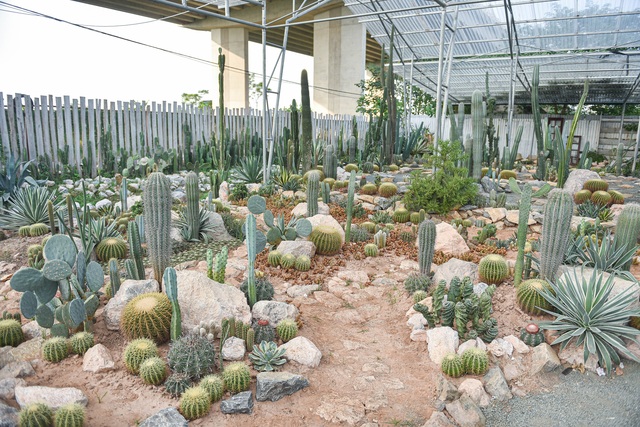 Lost in the cactus garden - the new check-in coordinate of Hanoi youth - 9