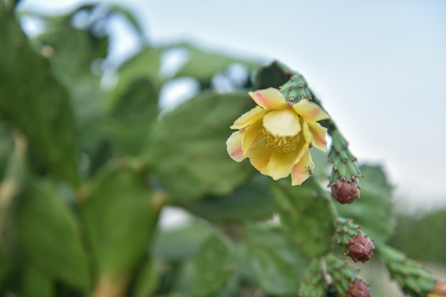 Lost in the cactus garden - the new check-in coordinate of Hanoi youth - 4