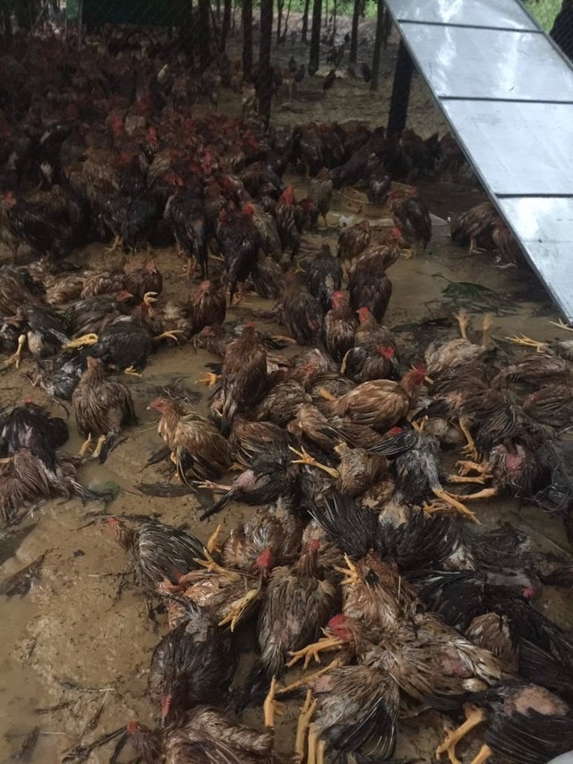 Đàn gà cả vạn con chết trong biển nước, dân trắng tay sau lũ - 5 Đàn gà cả vạn con chết trong biển nước, dân trắng tay sau lũ - 5