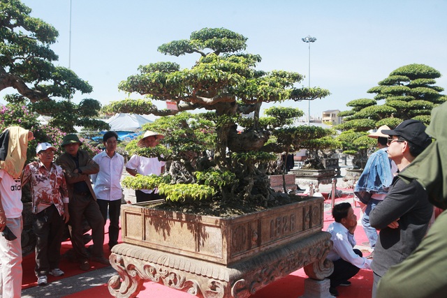 “Siêu cây” của nông dân Thái Bình được trả 10 tỷ đồng vẫn lắc đầu không bán - 3 “Siêu cây” của nông dân Thái Bình được trả 10 tỷ đồng vẫn lắc đầu không bán - 3