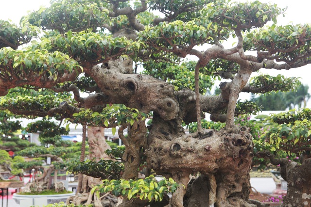 “Siêu cây” của nông dân Thái Bình được trả 10 tỷ đồng vẫn lắc đầu không bán - 7 “Siêu cây” của nông dân Thái Bình được trả 10 tỷ đồng vẫn lắc đầu không bán - 7