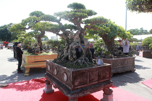 “Siêu cây” của nông dân Thái Bình được trả 10 tỷ đồng vẫn lắc đầu không bán - 9 “Siêu cây” của nông dân Thái Bình được trả 10 tỷ đồng vẫn lắc đầu không bán - 9