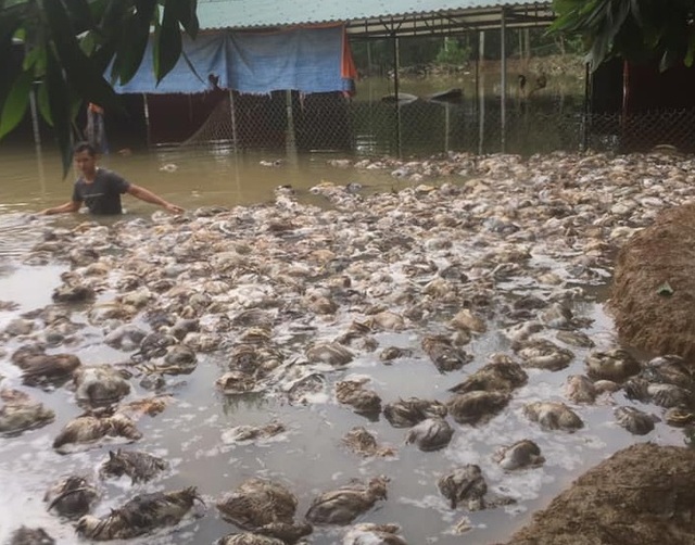 Nhiều “tỷ phú” trắng tay sau một đêm lũ dữ - 3 Nhiều “tỷ phú” trắng tay sau một đêm lũ dữ - 3