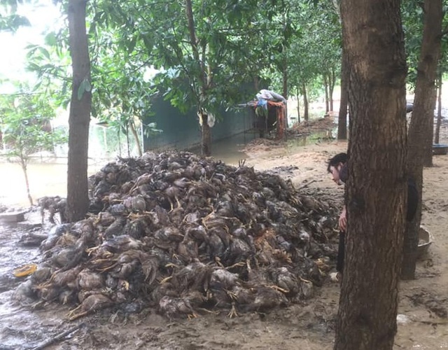 Nghệ An nhiều nơi xác xơ sau lũ - 4 Nghệ An nhiều nơi xác xơ sau lũ - 4
