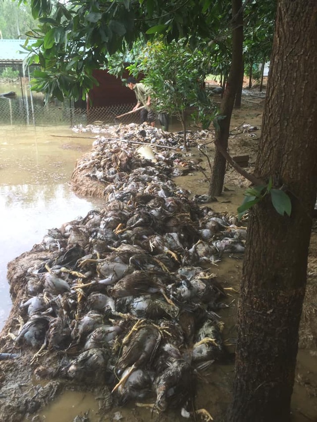 Nhiều “tỷ phú” trắng tay sau một đêm lũ dữ - 5 Nhiều “tỷ phú” trắng tay sau một đêm lũ dữ - 5