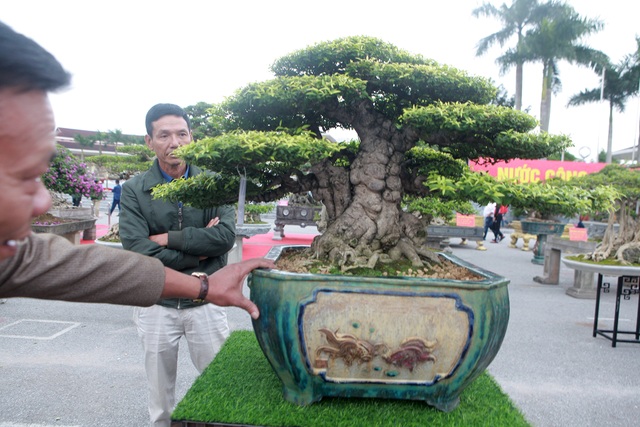 Chiêm ngưỡng cây mai chiếu thủy đoạt giải vàng có giá hơn 1 tỷ đồng - 2 Chiêm ngưỡng cây mai chiếu thủy đoạt giải vàng có giá hơn 1 tỷ đồng - 2
