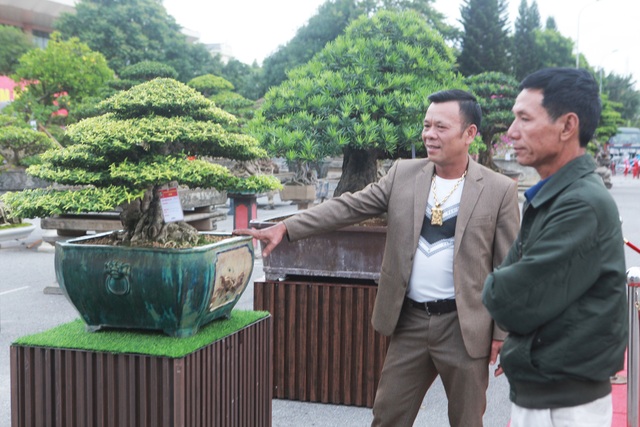 Chiêm ngưỡng cây mai chiếu thủy đoạt giải vàng có giá hơn 1 tỷ đồng - 3 Chiêm ngưỡng cây mai chiếu thủy đoạt giải vàng có giá hơn 1 tỷ đồng - 3