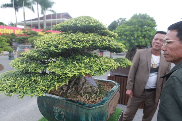 Chiêm ngưỡng cây mai chiếu thủy đoạt giải vàng có giá hơn 1 tỷ đồng - 6 Chiêm ngưỡng cây mai chiếu thủy đoạt giải vàng có giá hơn 1 tỷ đồng - 6