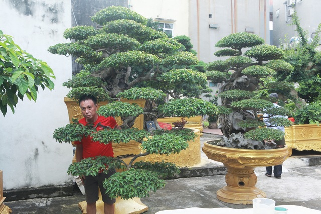 Chiêm ngưỡng cặp sanh cổ “mọc ngược” giá 10 tỷ đồng của nữ đại gia Phú Thọ - 2 Chiêm ngưỡng cặp sanh cổ “mọc ngược” giá 10 tỷ đồng của nữ đại gia Phú Thọ - 2
