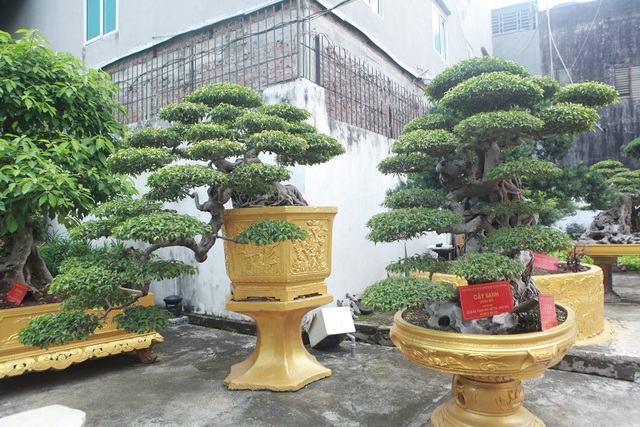 Chiêm ngưỡng cặp sanh cổ “mọc ngược” giá 10 tỷ đồng của nữ đại gia Phú Thọ - 3 Chiêm ngưỡng cặp sanh cổ “mọc ngược” giá 10 tỷ đồng của nữ đại gia Phú Thọ - 3