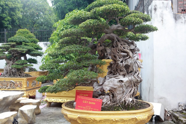 Chiêm ngưỡng cặp sanh cổ “mọc ngược” giá 10 tỷ đồng của nữ đại gia Phú Thọ - 5 Chiêm ngưỡng cặp sanh cổ “mọc ngược” giá 10 tỷ đồng của nữ đại gia Phú Thọ - 5