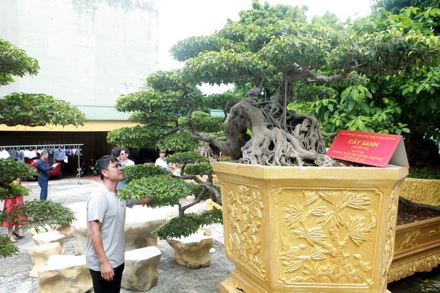 Chiêm ngưỡng cặp sanh cổ “mọc ngược” giá 10 tỷ đồng của nữ đại gia Phú Thọ - 8 Chiêm ngưỡng cặp sanh cổ “mọc ngược” giá 10 tỷ đồng của nữ đại gia Phú Thọ - 8