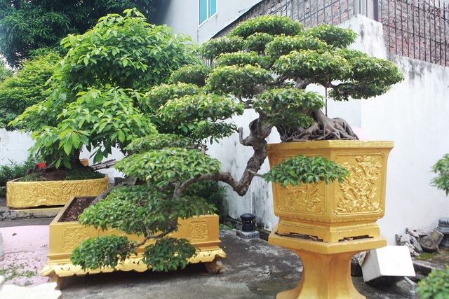 Chiêm ngưỡng cặp sanh cổ “mọc ngược” giá 10 tỷ đồng của nữ đại gia Phú Thọ - 9 Chiêm ngưỡng cặp sanh cổ “mọc ngược” giá 10 tỷ đồng của nữ đại gia Phú Thọ - 9