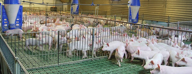 MEATDeli áp dụng tiêu chuẩn quốc tế trong chăn nuôi heo thịt - 1 MEATDeli áp dụng tiêu chuẩn quốc tế trong chăn nuôi heo thịt - 1