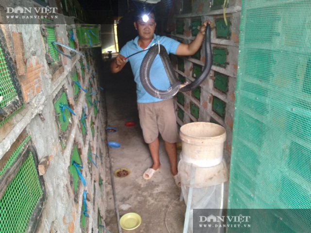 Lão nông nuôi hàng chục ngàn con rắn hổ mang, cứ bán 1 con lời 1 triệu đồng - 2 Lão nông nuôi hàng chục ngàn con rắn hổ mang, cứ bán 1 con lời 1 triệu đồng - 2