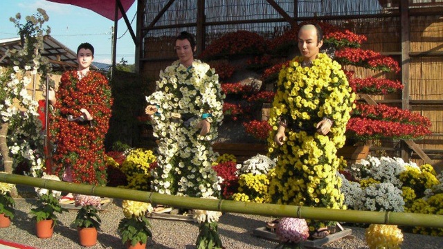 Thú vị lễ hội hoa cúc tháng 11 tại Nhật Bản - 2