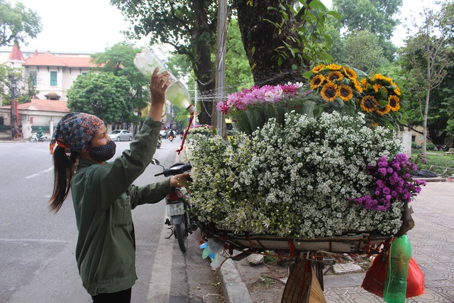 Cúc họa mi đầu mùa xuống phố, dân buôn kiếm tiền triệu mỗi ngày - 3 Cúc họa mi đầu mùa xuống phố, dân buôn kiếm tiền triệu mỗi ngày - 3