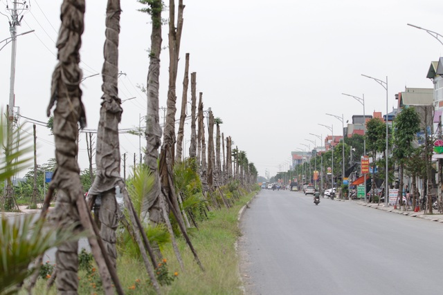 Vụ cây xanh “đột tử” ở Thanh Oai: Tức tốc nhổ bỏ, trồng thay thế cây mới - 1 Vụ cây xanh “đột tử” ở Thanh Oai: Tức tốc nhổ bỏ, trồng thay thế cây mới - 1