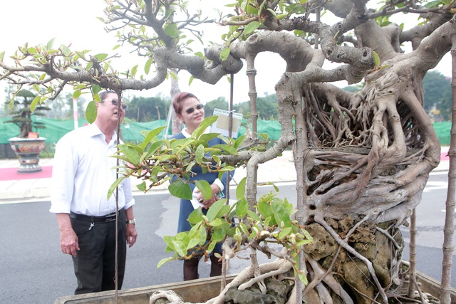 Mãn nhãn cây đa dáng làng có giá 2 tỷ đồng “độc nhất vô nhị” ở Hà Nội - 7 Mãn nhãn cây đa dáng làng có giá 2 tỷ đồng “độc nhất vô nhị” ở Hà Nội - 7