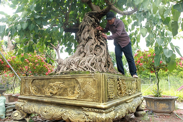 Chiêm ngưỡng cây bồ đề đỏ trăm tuổi, đại gia trả 2 tỷ đồng không bán - 1 Chiêm ngưỡng cây bồ đề đỏ trăm tuổi, đại gia trả 2 tỷ đồng không bán - 1