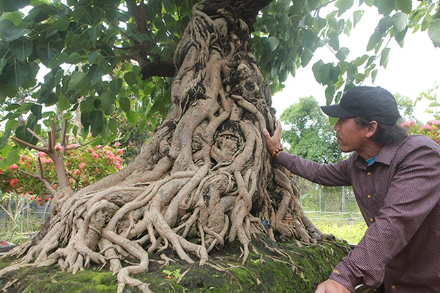 Chiêm ngưỡng cây bồ đề đỏ trăm tuổi, đại gia trả 2 tỷ đồng không bán - 9 Chiêm ngưỡng cây bồ đề đỏ trăm tuổi, đại gia trả 2 tỷ đồng không bán - 9
