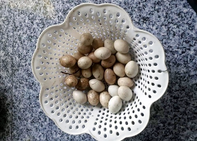 Trứng loài chim hoang dã giống như vịt, 50 ngàn đồng/quả vẫn không có bán - 6 Trứng loài chim hoang dã giống như vịt, 50 ngàn đồng/quả vẫn không có bán - 6