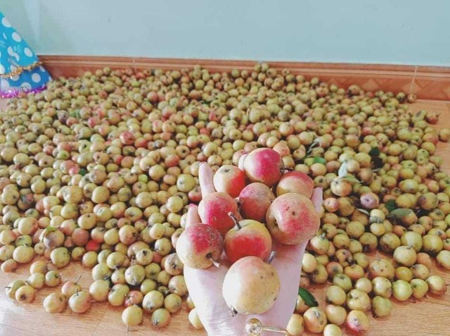 Bán quả rừng ngâm rượu Tết, quý cô công sở bỏ túi chục triệu đồng/tháng - 2 Bán quả rừng ngâm rượu Tết, quý cô công sở bỏ túi chục triệu đồng/tháng - 2