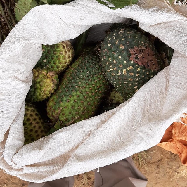 Bán quả rừng ngâm rượu Tết, quý cô công sở bỏ túi chục triệu đồng/tháng - 5 Bán quả rừng ngâm rượu Tết, quý cô công sở bỏ túi chục triệu đồng/tháng - 5