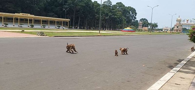 Proposal to bring more than 150 monkeys in Cao Dai Temple to the natural forest - 1