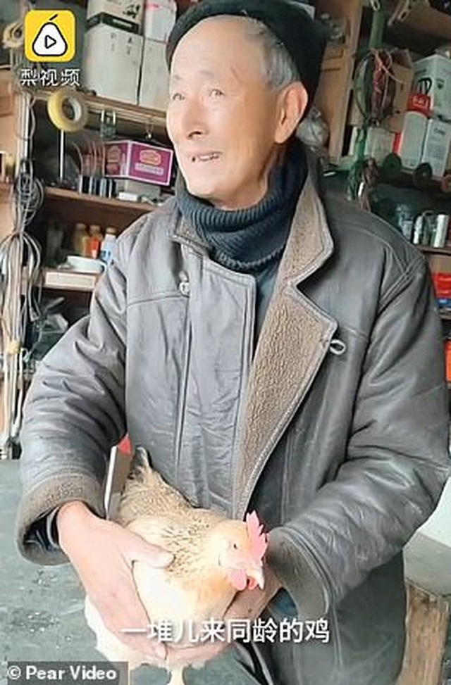 Con gà mái có sở thích kỳ lạ chỉ ăn đinh ốc sắt - 2 Con gà mái có sở thích kỳ lạ chỉ ăn đinh ốc sắt - 2