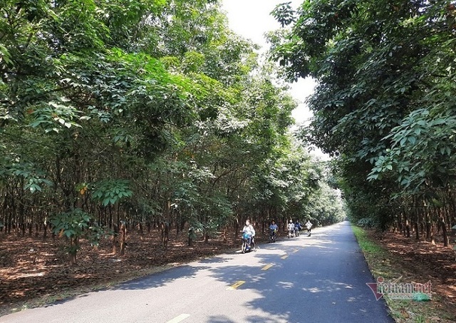 Đại biểu Quốc hội tỉnh Gia Lai nói cây cao su thải khí CO2, chuyên gia lên tiếng - 1 Đại biểu Quốc hội tỉnh Gia Lai nói cây cao su thải khí CO2, chuyên gia lên tiếng - 1
