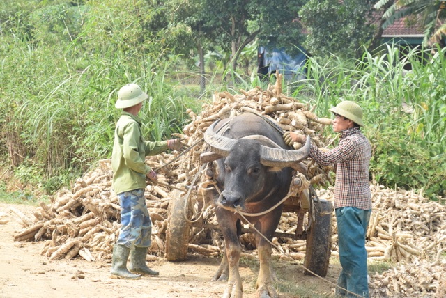 Lũ rút, nông dân xót xa nhìn sắn thối rữa, bốc mùi từ lòng đất - 2 Lũ rút, nông dân xót xa nhìn sắn thối rữa, bốc mùi từ lòng đất - 2