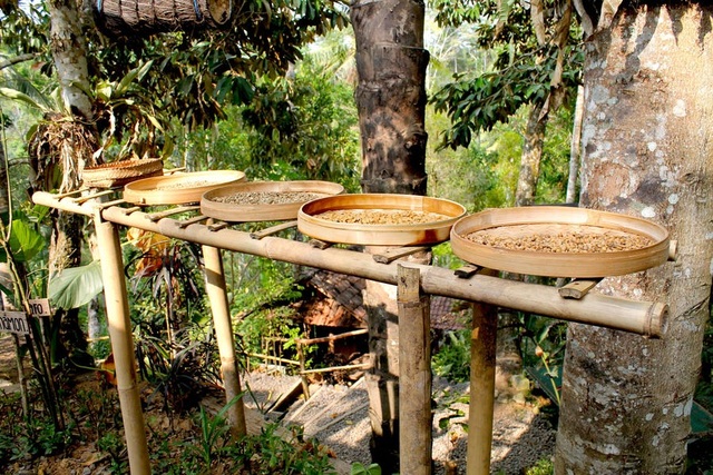 Những sự thật bất ngờ về cà phê - 5 Những sự thật bất ngờ về cà phê - 5