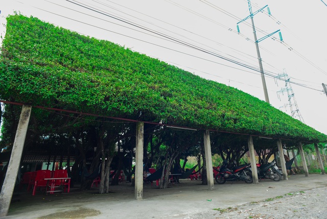 Coffee shop made up of 24 "giant" si trees, the inside is as cool as the air-conditioner in Long An - 2