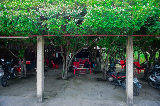 Coffee shop made up of 24 "giant" si trees, the inside is as cool as air-conditioner in Long An - 11