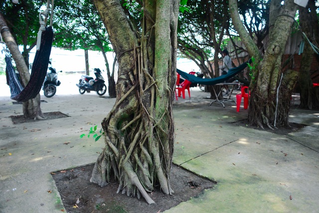 Coffee shop made up of 24 "giant" si trees, the inside is as cool as air-conditioner in Long An - 12