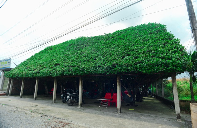 Coffee shop made up of 24 "giant" si trees, the inside is as cool as the air-conditioner in Long An - 6