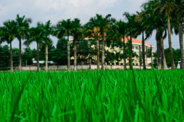 Con đường cau vua.jpg Con đường cau vua.jpg