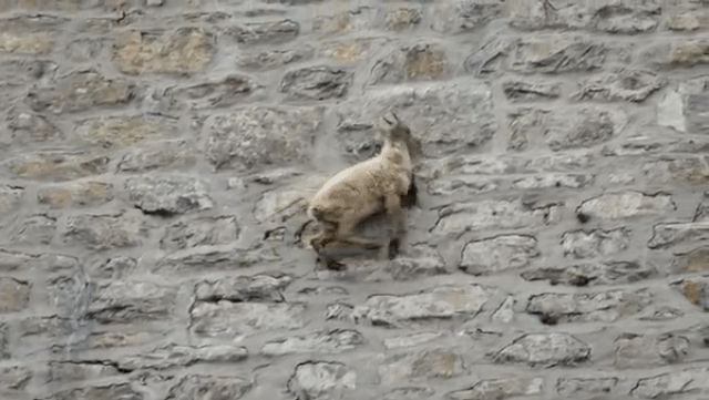 Mountain goats defy gravity, conquering almost vertical cliffs - 2