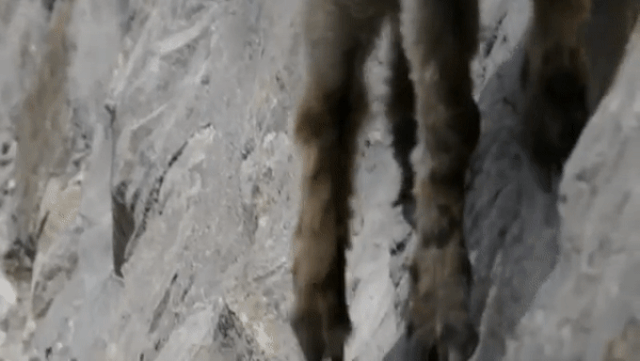 Mountain goats defy gravity, conquering almost vertical cliffs - 3