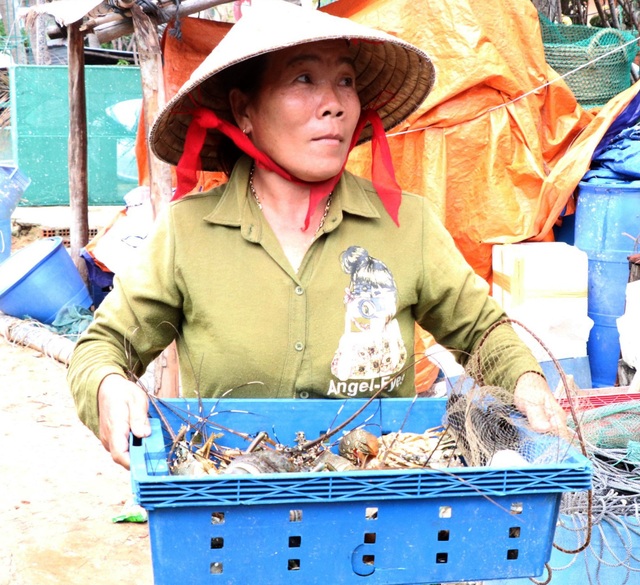 Hàng trăm ngàn con tôm hùm chết sau lũ, người nuôi điêu đứng, trắng tay! - 3