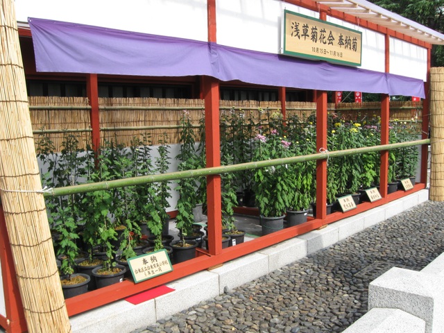 Cận cảnh đền thờ cổ kính nhất Tokyo rạng rỡ trong “lễ tưởng niệm hoa cúc” - 12 Cận cảnh đền thờ cổ kính nhất Tokyo rạng rỡ trong “lễ tưởng niệm hoa cúc” - 12