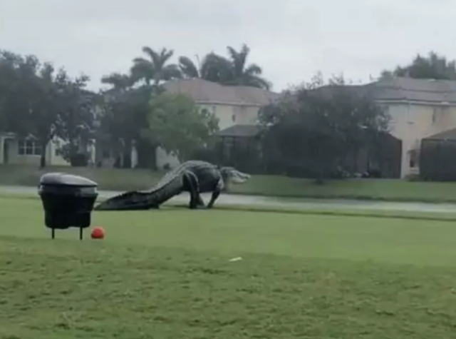 Cá sấu khổng lồ sừng sững đi dạo... sân golf ở Mỹ - 1 Cá sấu khổng lồ sừng sững đi dạo... sân golf ở Mỹ - 1