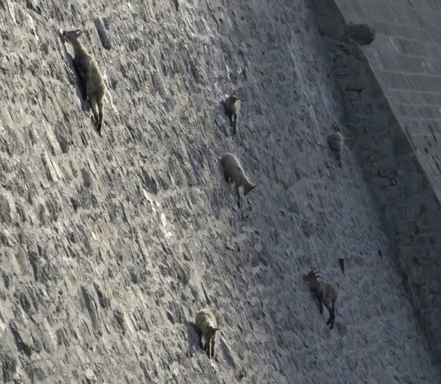 Loài dê có khả năng leo núi thách thức trọng lực kì lạ nhất thế giới - 2